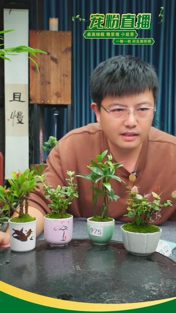无花朵暴*苔藓微景观975号