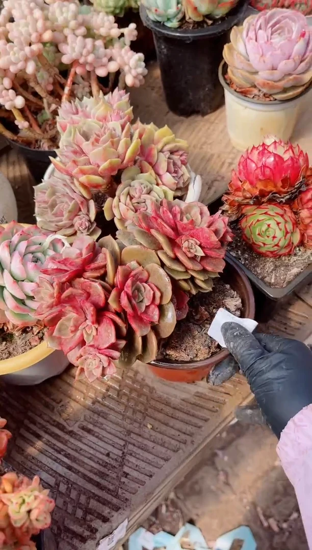 【闪购商品】04287