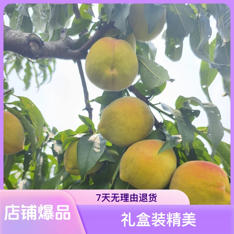 三湖锦绣黄桃新鲜美味等你来尝