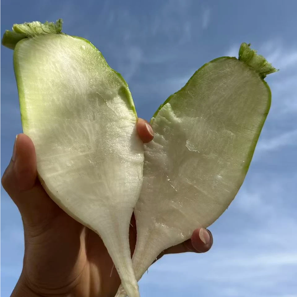 【助农帮扶】祁连山下甘肃高台农户自种大青头萝卜水分足不花心不辣