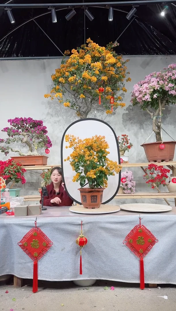 【闪购商品】盆景加州黄金