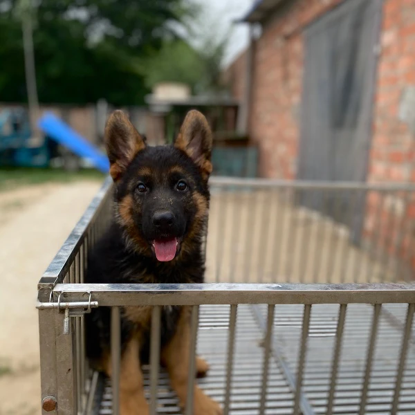 牧羊犬幼犬黑背正宗看门狗适合家庭饲养的宠物犬