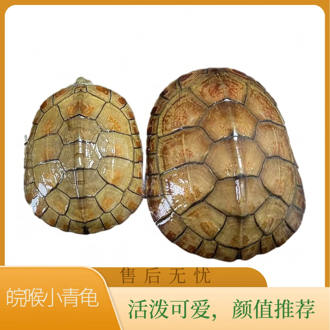 皖喉小青随机发货,直播选龟更划算