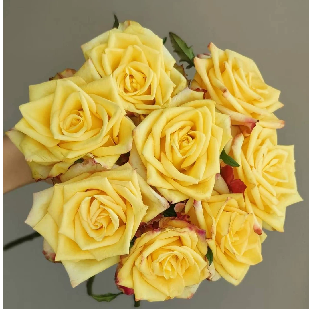 【盼盼520宠粉】快讯玫瑰 一单陆运/两单升级冷链 云南鲜花基地发