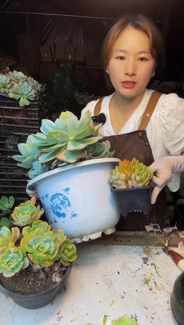 3号一物一拍默认微瑕不售后