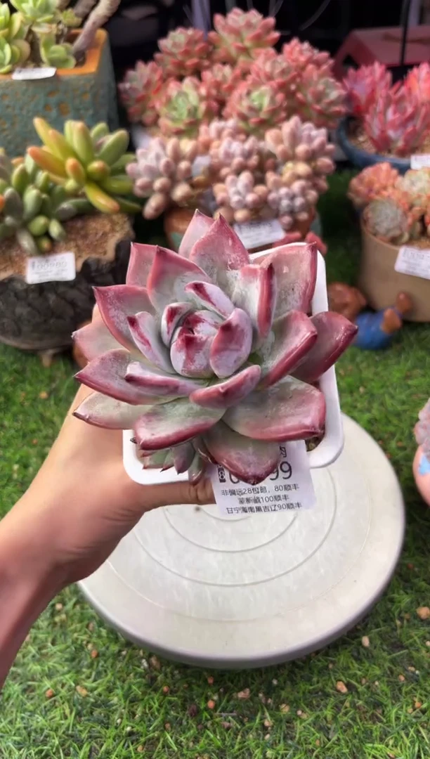 昆明印象多肉01099