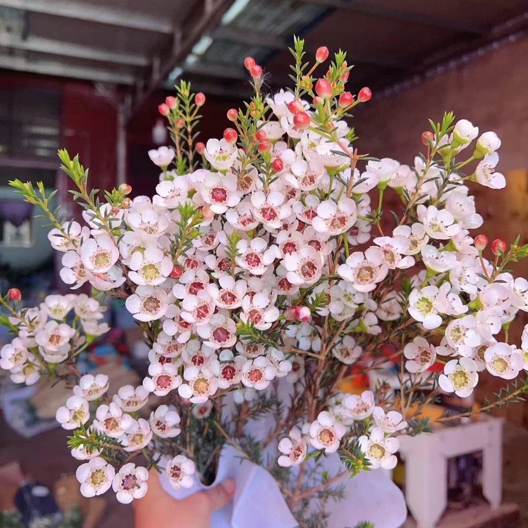 冬季必养超长花期澳洲腊梅年宵花