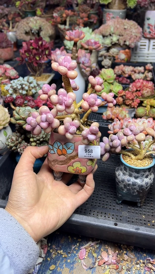 又****诶958            带盆