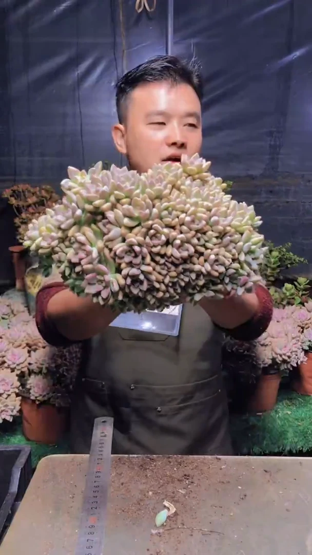 152淡雪缀化一物一拍