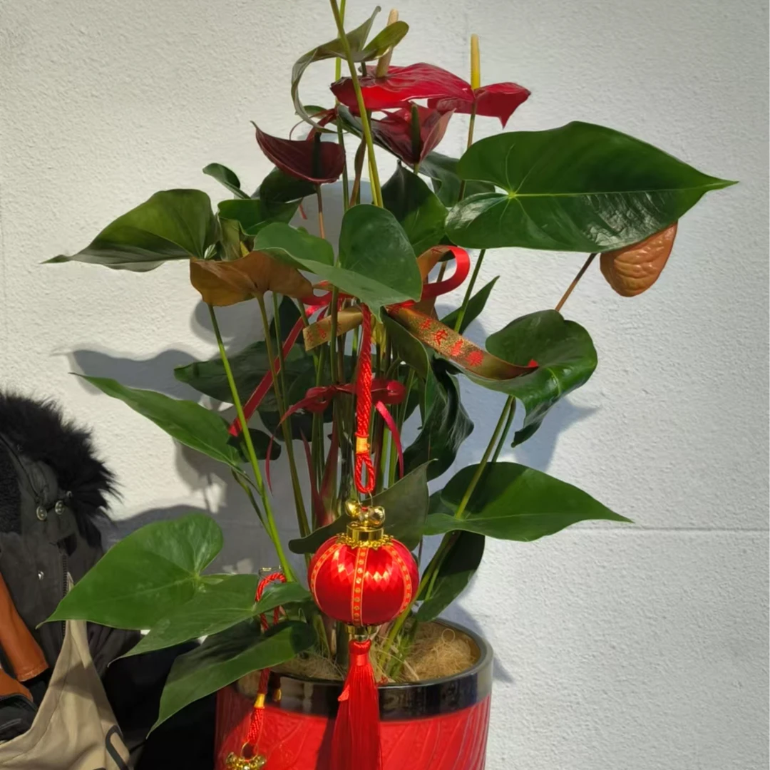 开门有“红掌”事业任你掌