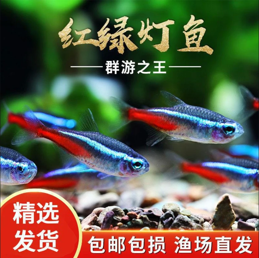 红绿灯热带观赏活鱼新手好养红绿灯灯科鱼小鱼观赏鱼发光小鱼