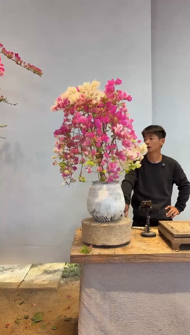 以实际为准三角梅28