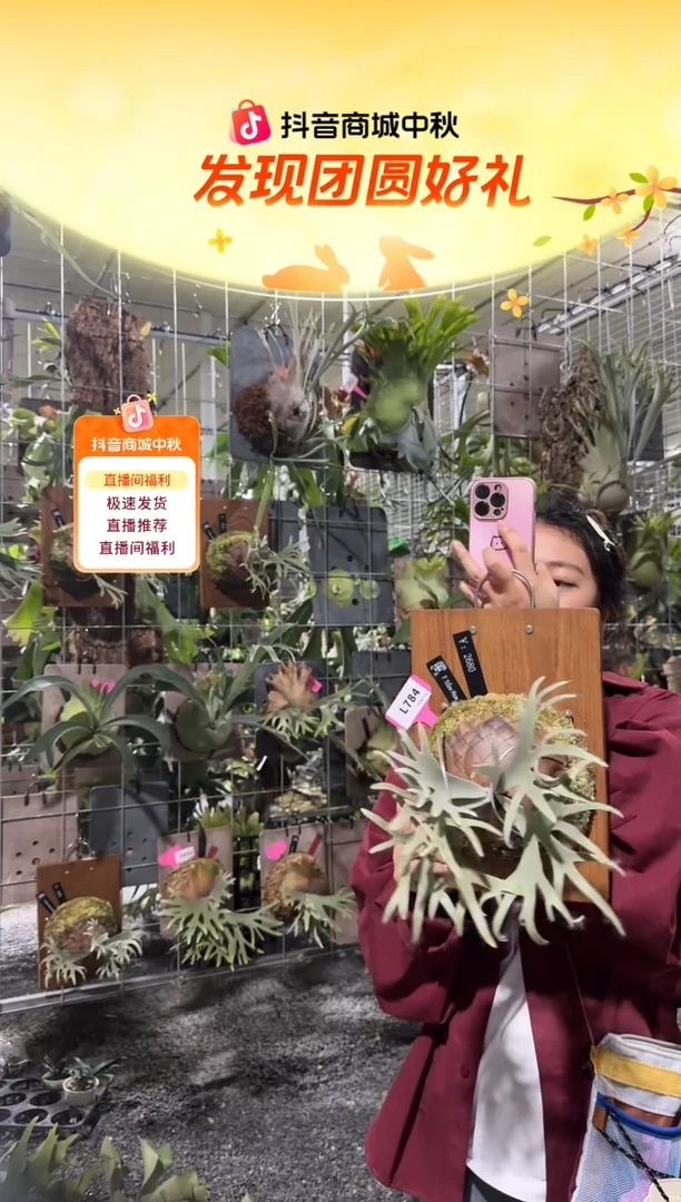 不开花植物L784-黄月孢子苗侏儒特选