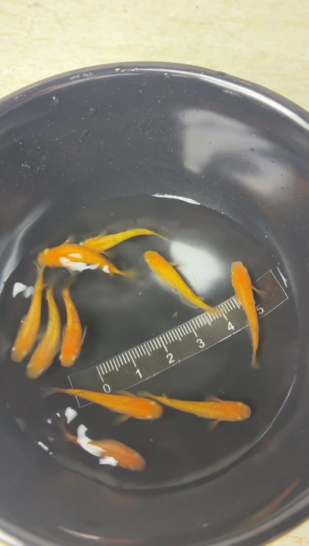 青鳉鱼黄星光10条