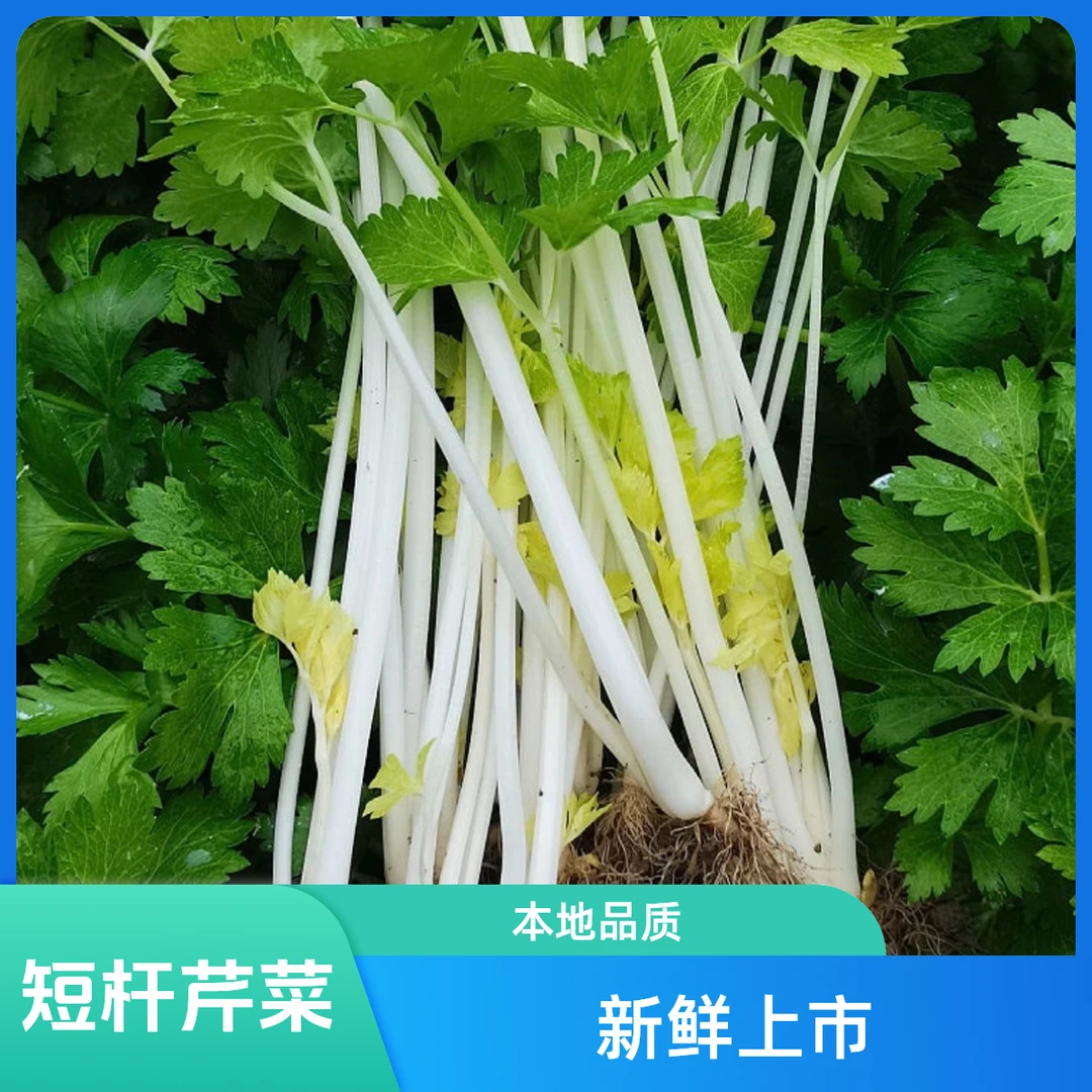 【挑幺挑六】甄选农家自种本地短杆小香芹白芹新鲜蔬菜