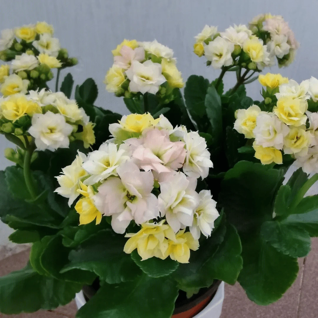 长寿花大苗金狐狸洛桑变色龙室内花卉绿植盆栽花卉绿植盆栽礼物