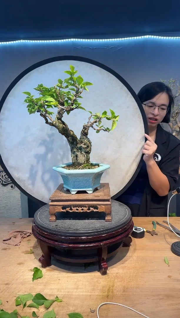 果***呀果果    同安红三角梅
