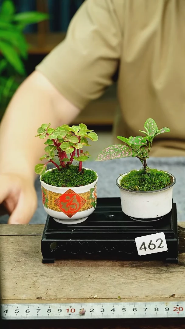 无花朵苔藓微景观462号