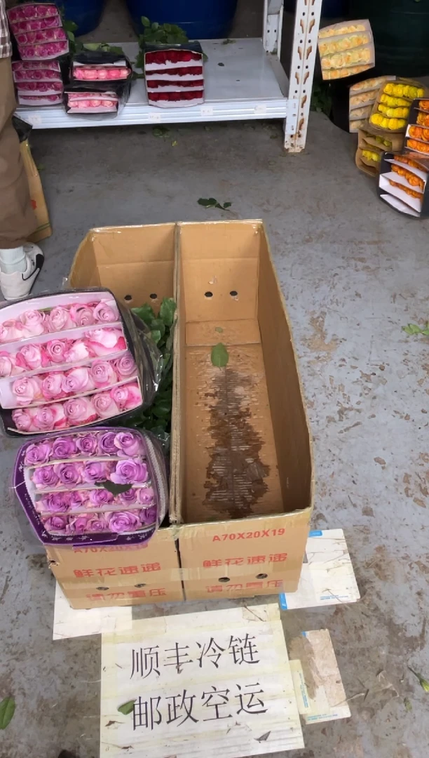 紫霞20枝+气场20枝