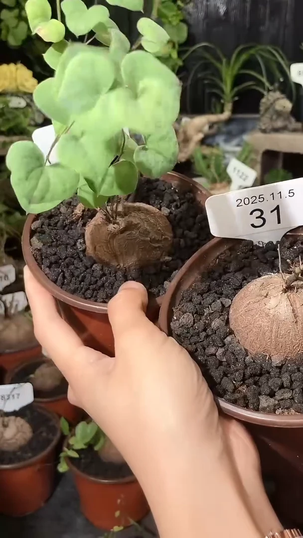 31号1105福利南非龟甲龙买一送一