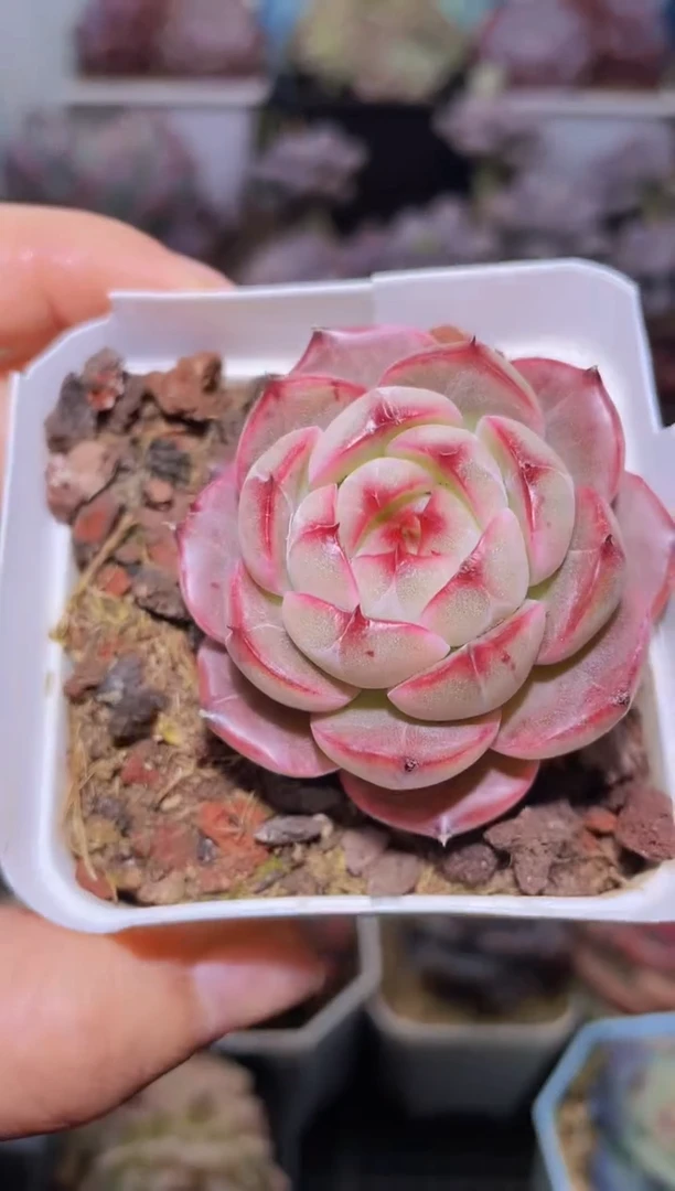 【闪购商品】091珠光圆钻多肉