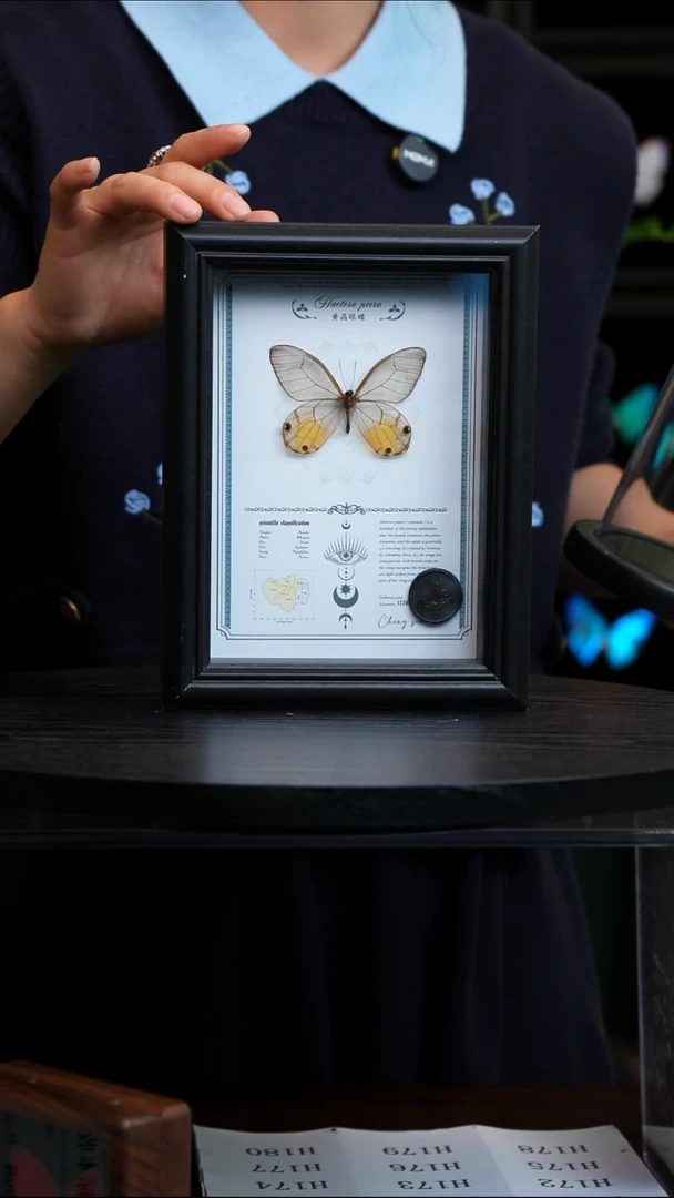 黄晶眼蝶7寸黑色竖框