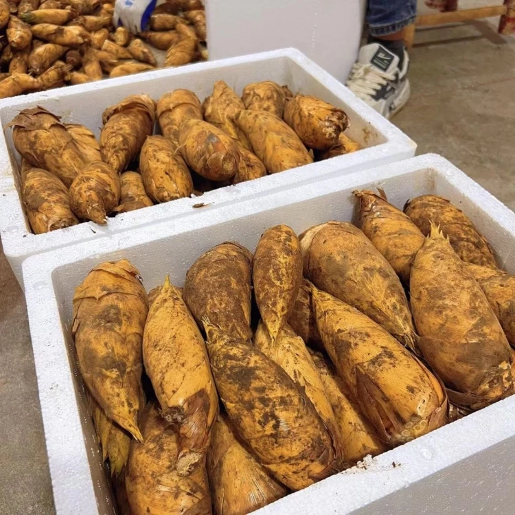 2025冬笋新鲜现挖竹笋高山黄泥笋春笋毛竹笋子楠竹笋甜笋不涩口