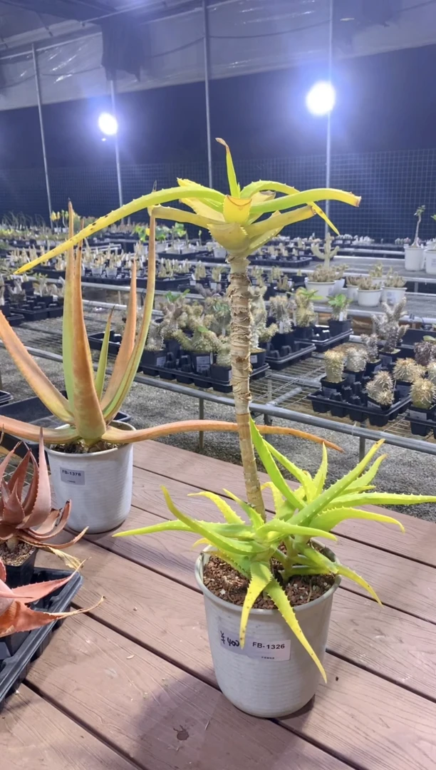 【闪购商品】原生芦荟脱土FB-1326