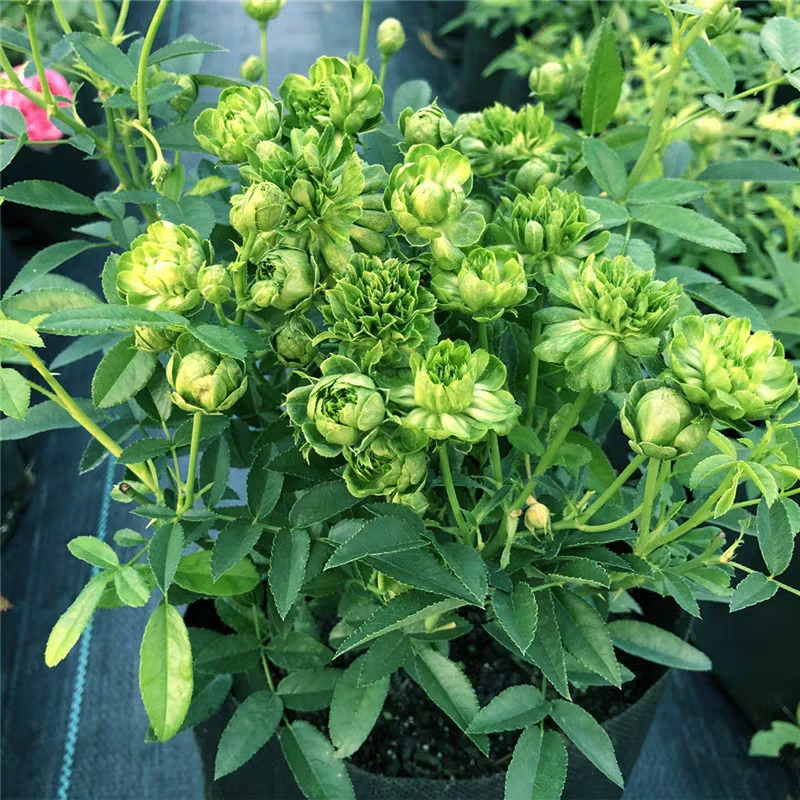 绿鄂月季扦多头勤花爆花好养易活绿植盆栽花卉