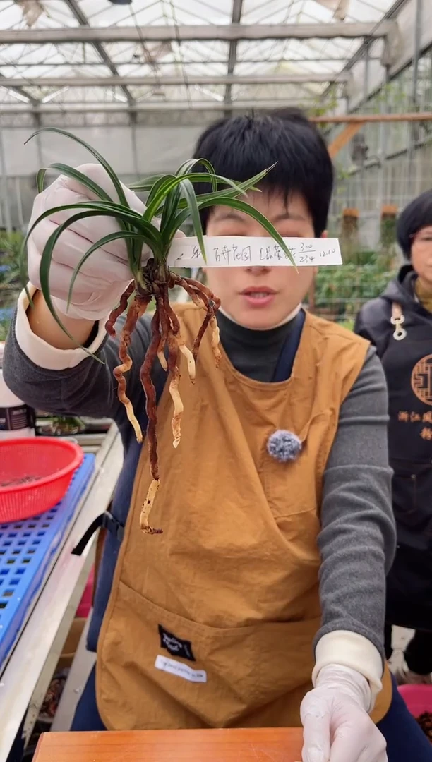 当前无花朵，栽培后可花朵平****园晶莹之花，平阳 百卉花园