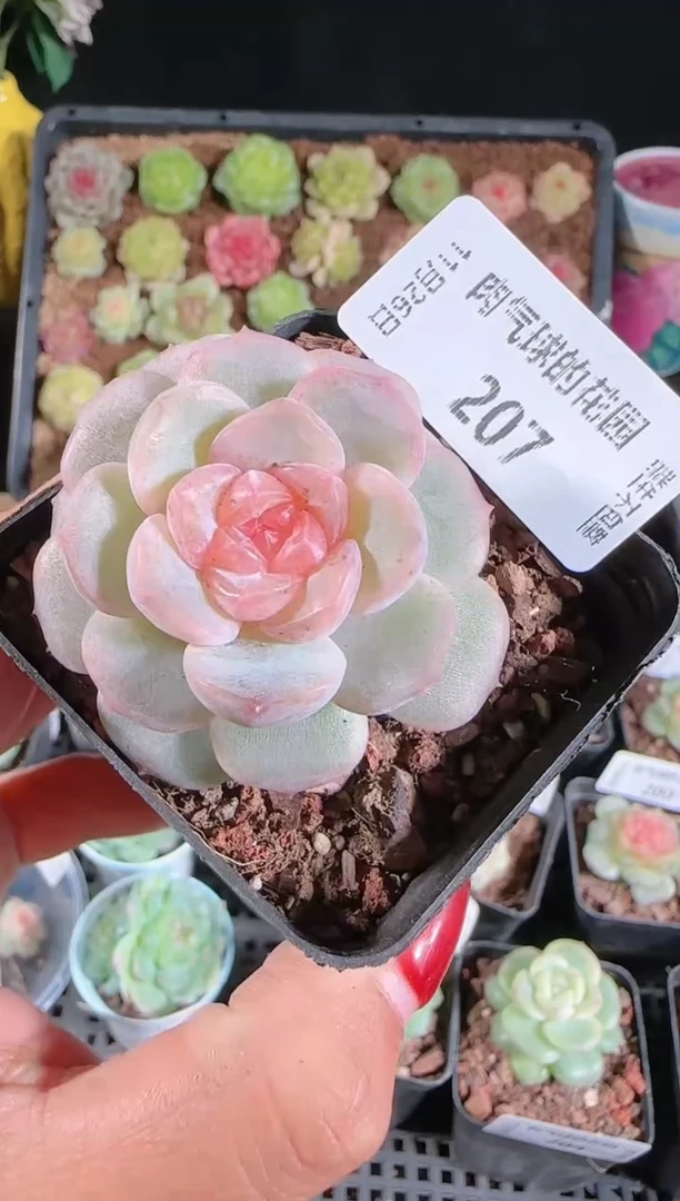 1126-207紫罗兰群生不包整