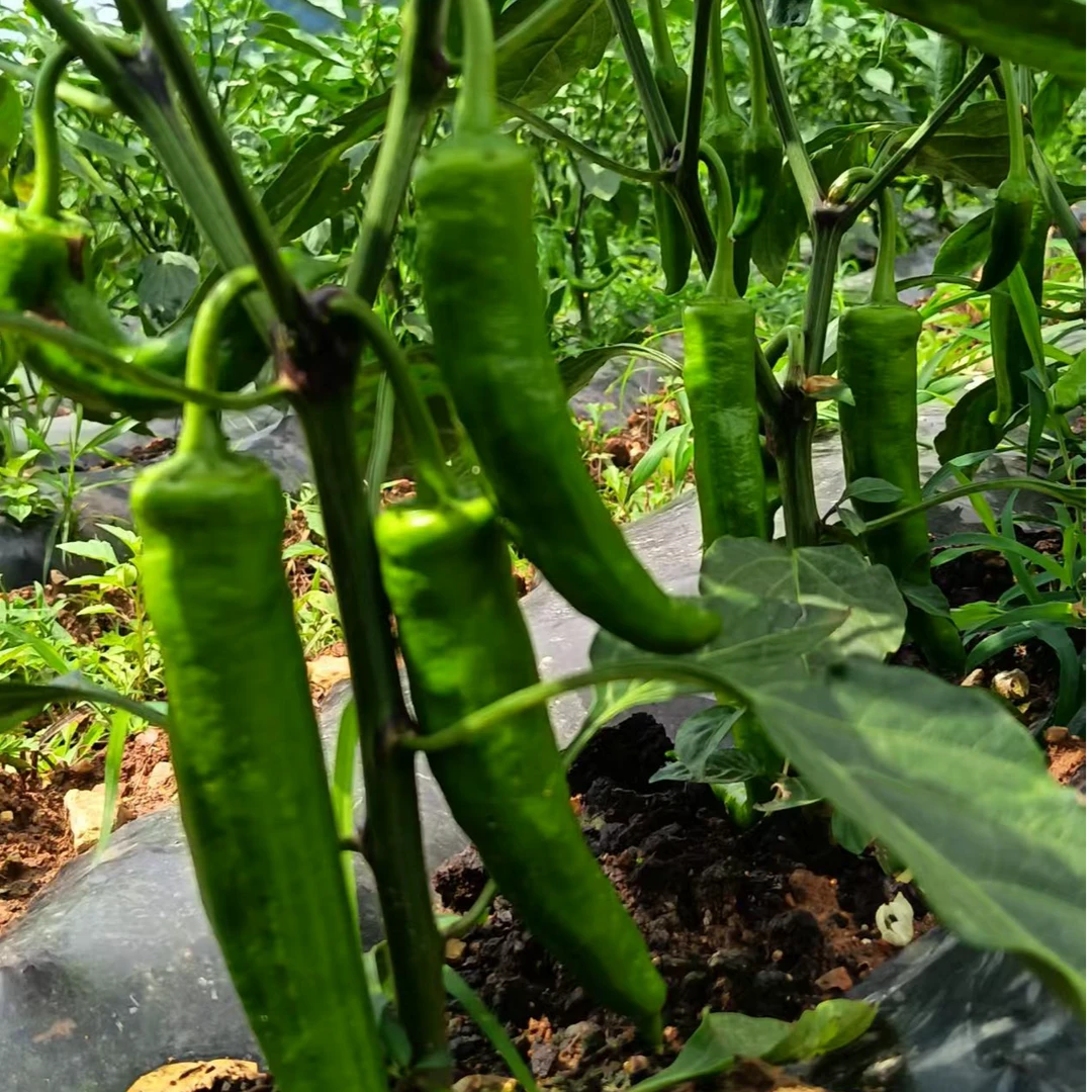 云南高山生态辣椒（顺丰包邮）