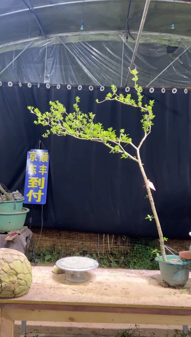 当前无花栽培后可以开花荣海岛栀子花