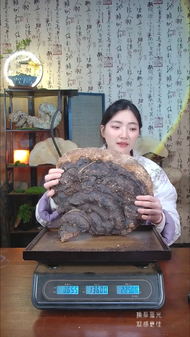 红缘拟层孔菌中国大陆【藏区野生】红缘树舌（4.31斤）40-50年份