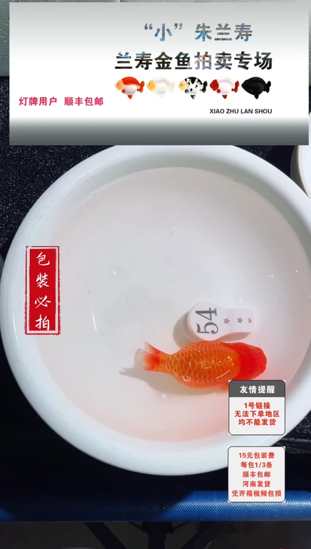 金鱼金鱼金鱼没拍包装顺丰到付1~3条每包54号