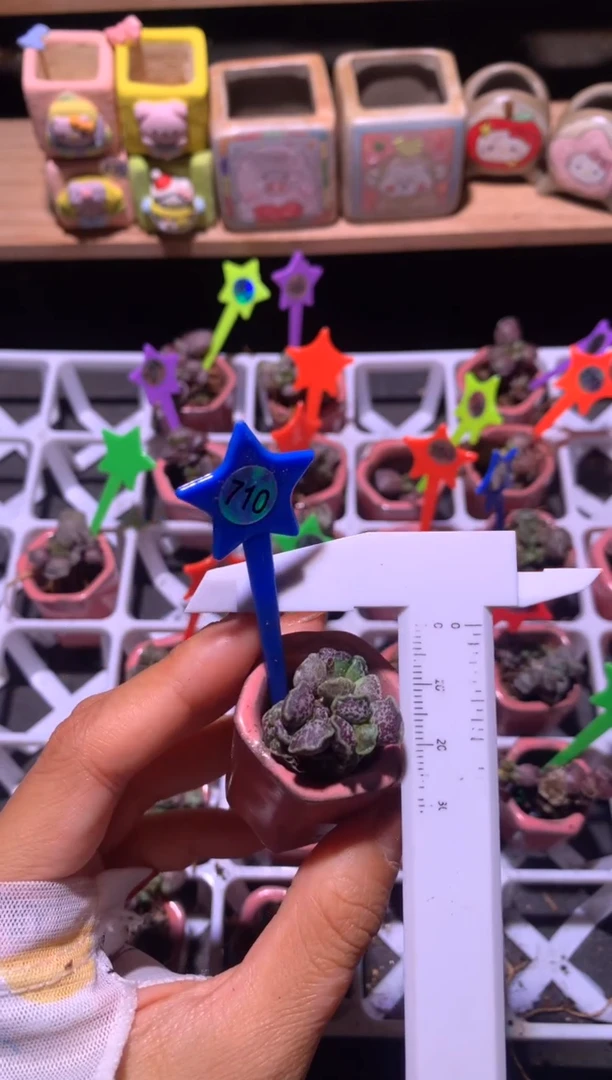 海豹凯缇猫海豹介意掉叶慎拍