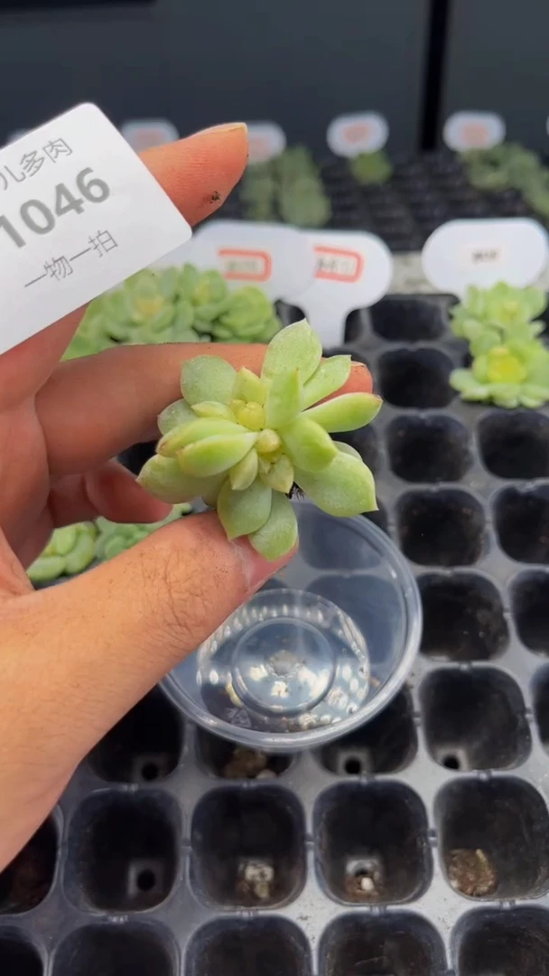 1046 云间多肉植物