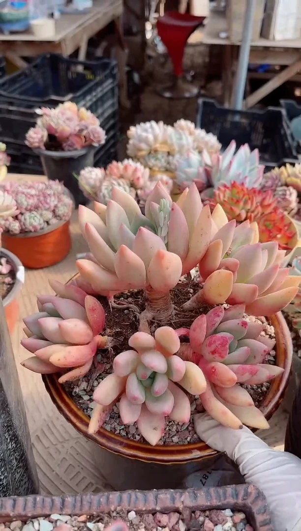 【闪购商品】21197