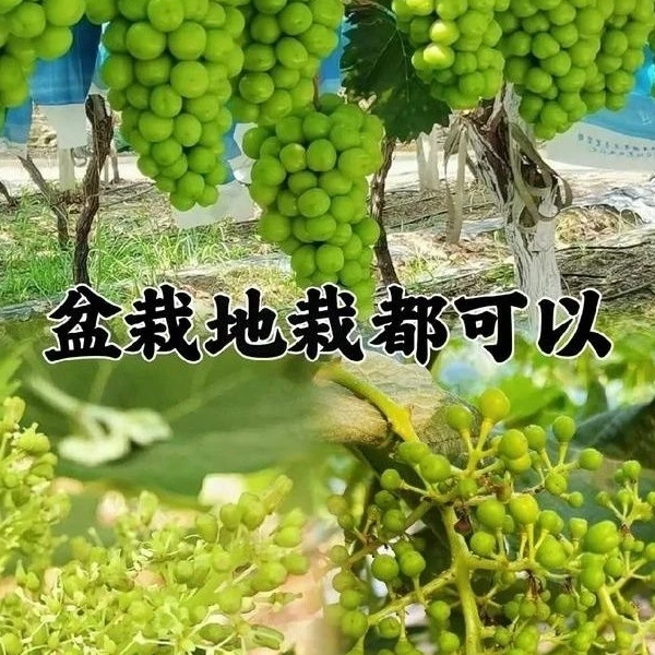 带叶带果高品葡萄树苗南北方庭院种植树葡萄