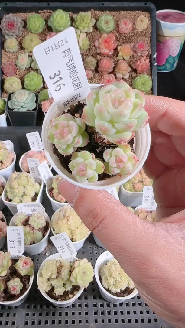 1201-316多肉群生不包整