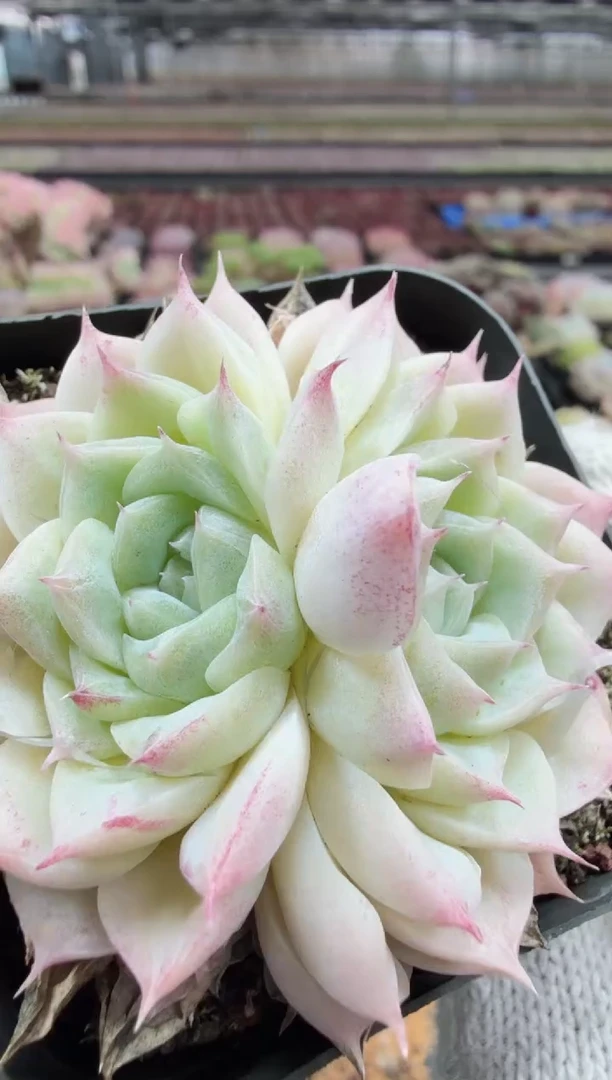 东云多肉园二店-488