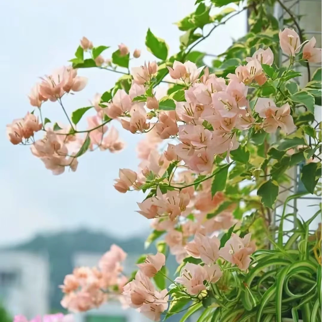 【金边马斯·佩拉克】三角梅带花勤花盆栽可庭院阳台原盆原土有根系