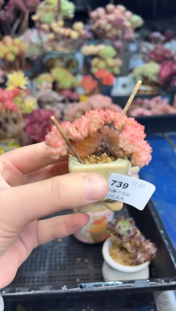 【闪购商品】739不带盆