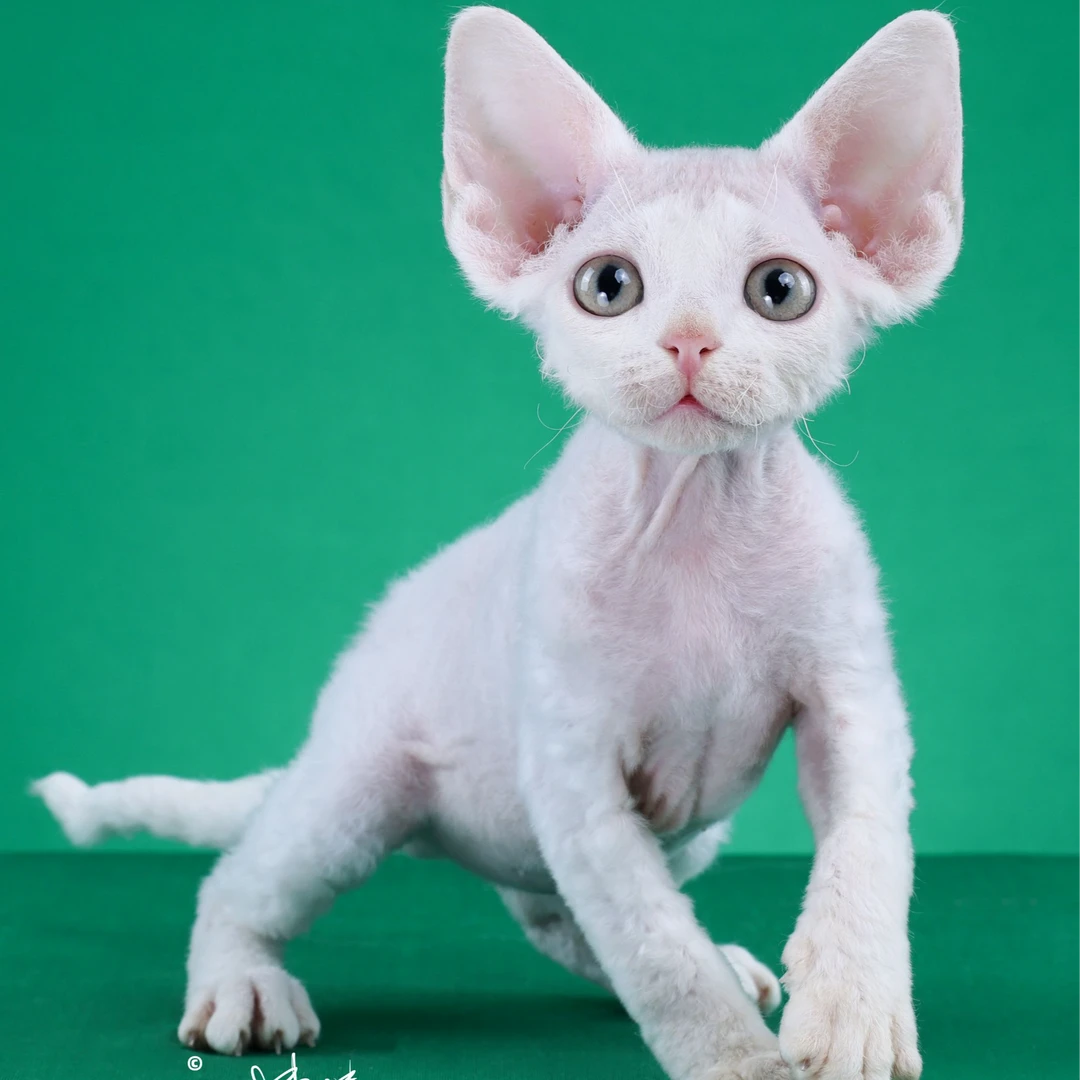 来了姊妹-纯白德文猫 弟弟 2