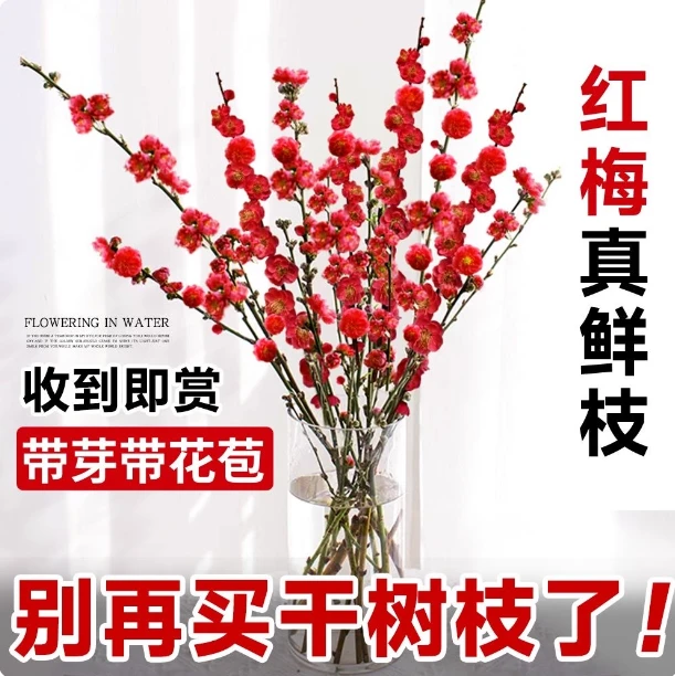 水培红梅鲜切枝室内植物浓香耐寒四季腊梅花卉桃枝鲜枝年宵花