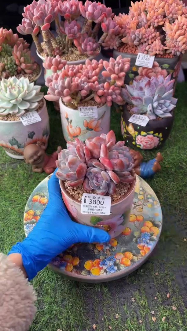 昆明印象多肉3800