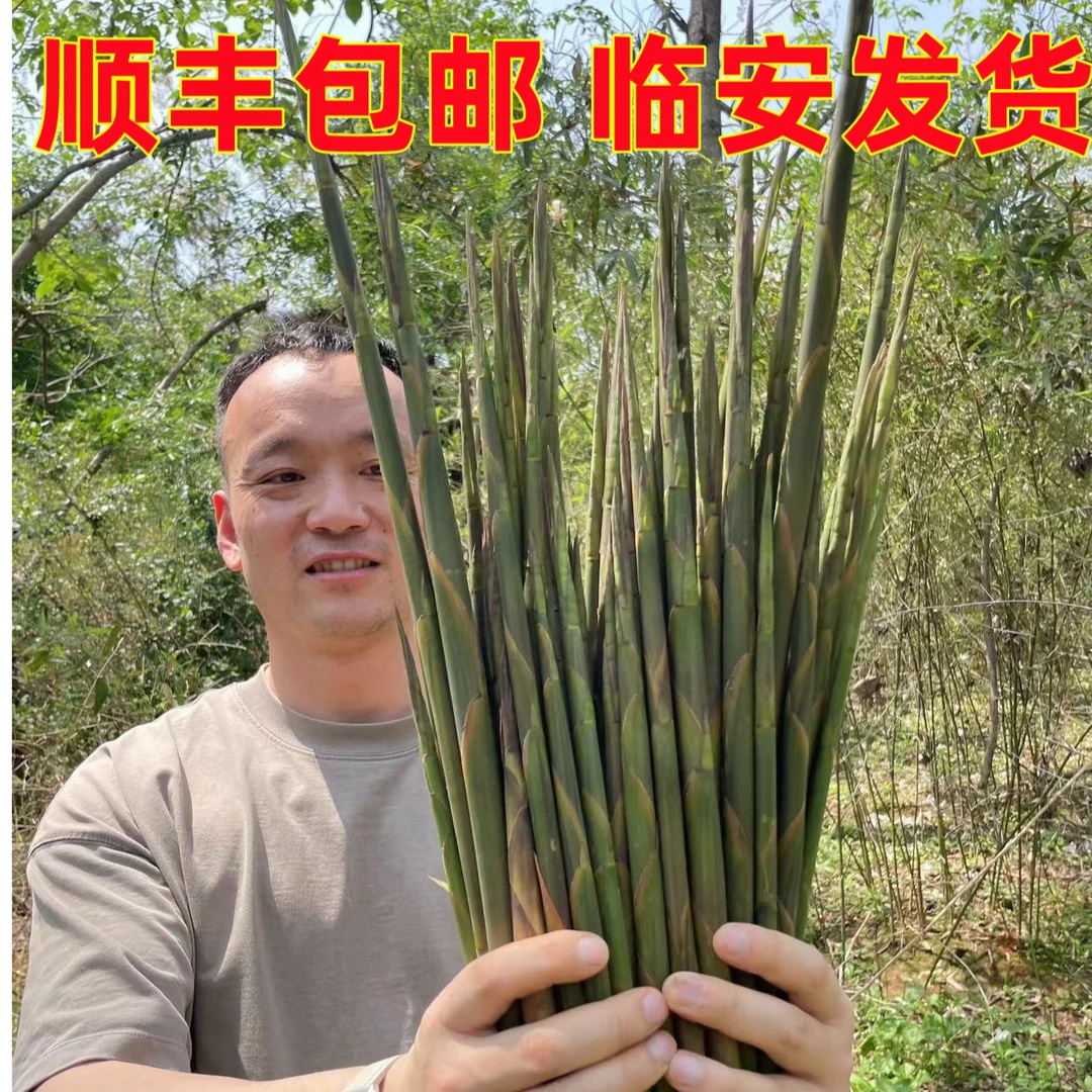 新鲜现挖鲜嫩爽口临安高山小野笋5斤3斤装京东包邮临安发货
