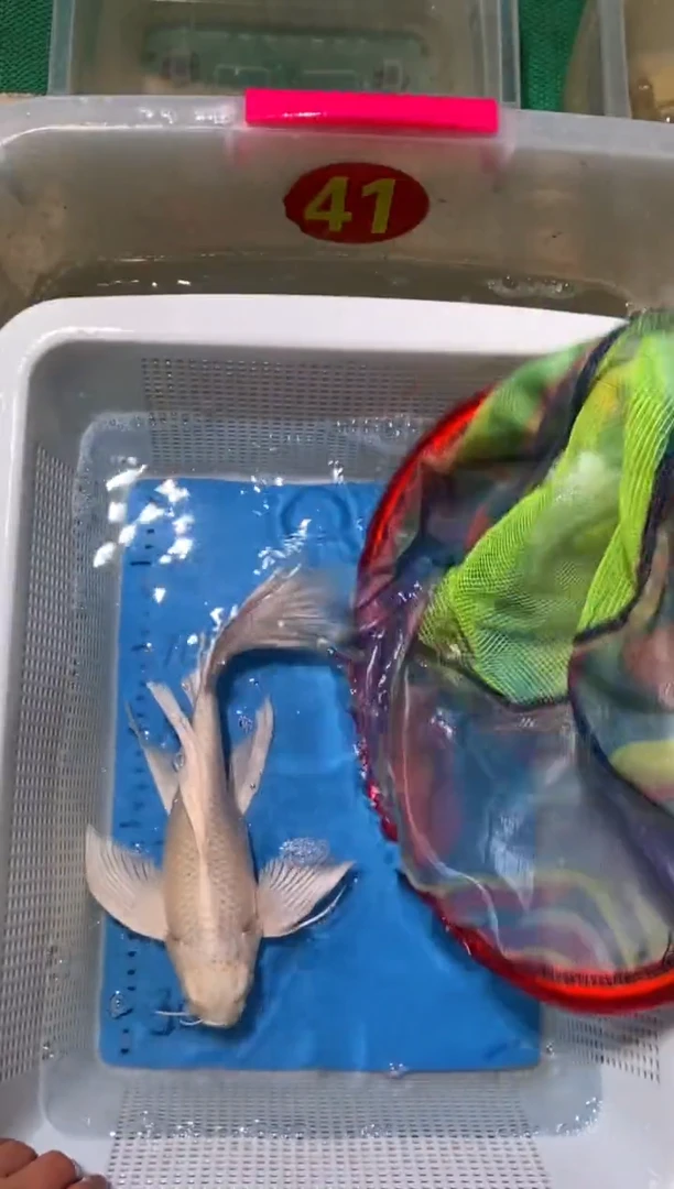 锦鲤微瑕 锦鲤蝴蝶鲤鱼拍开箱视频包售后