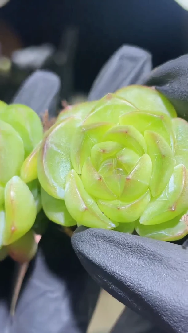 闪购2430  新品  多肉一颗  3.5厘米左右