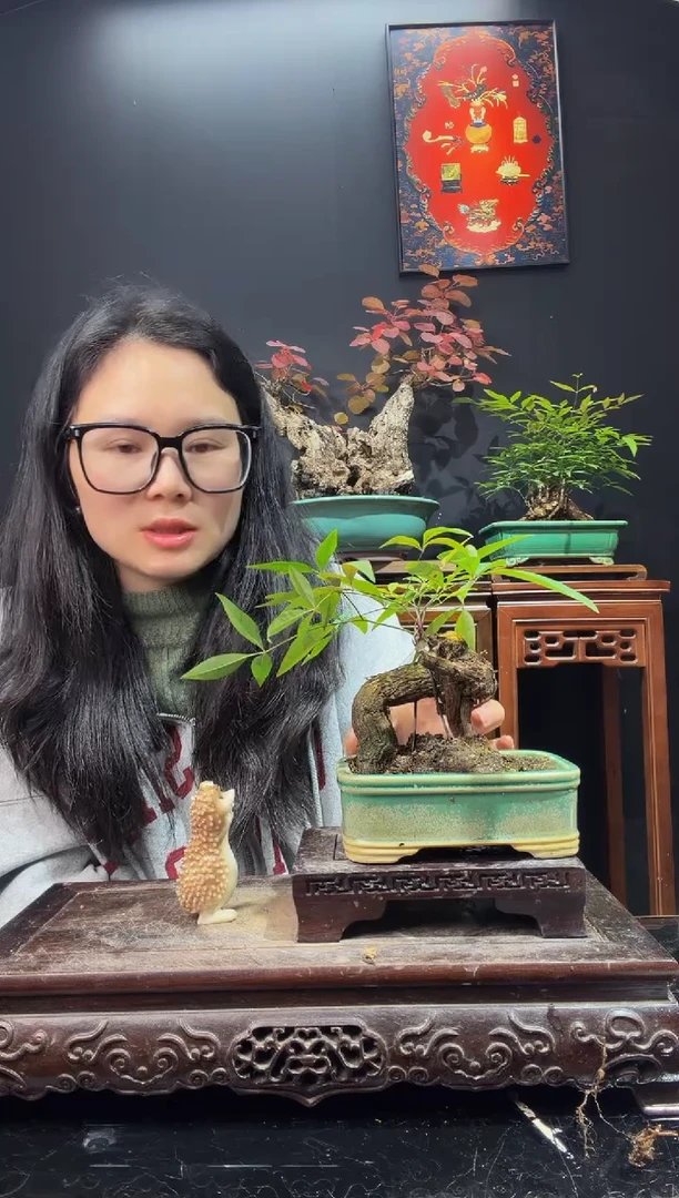 完全开放南天竹0000